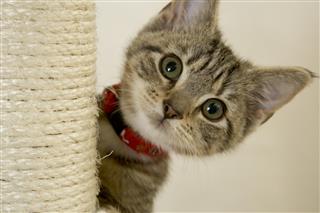 Kitten with red collar peeking out from a scratching post