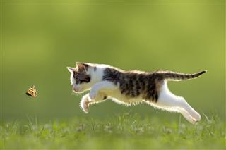 Young cat hunting butterfly