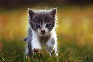 Little kitten is running