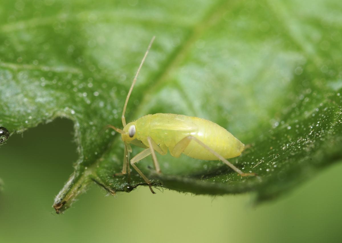 Aphids Life Cycle