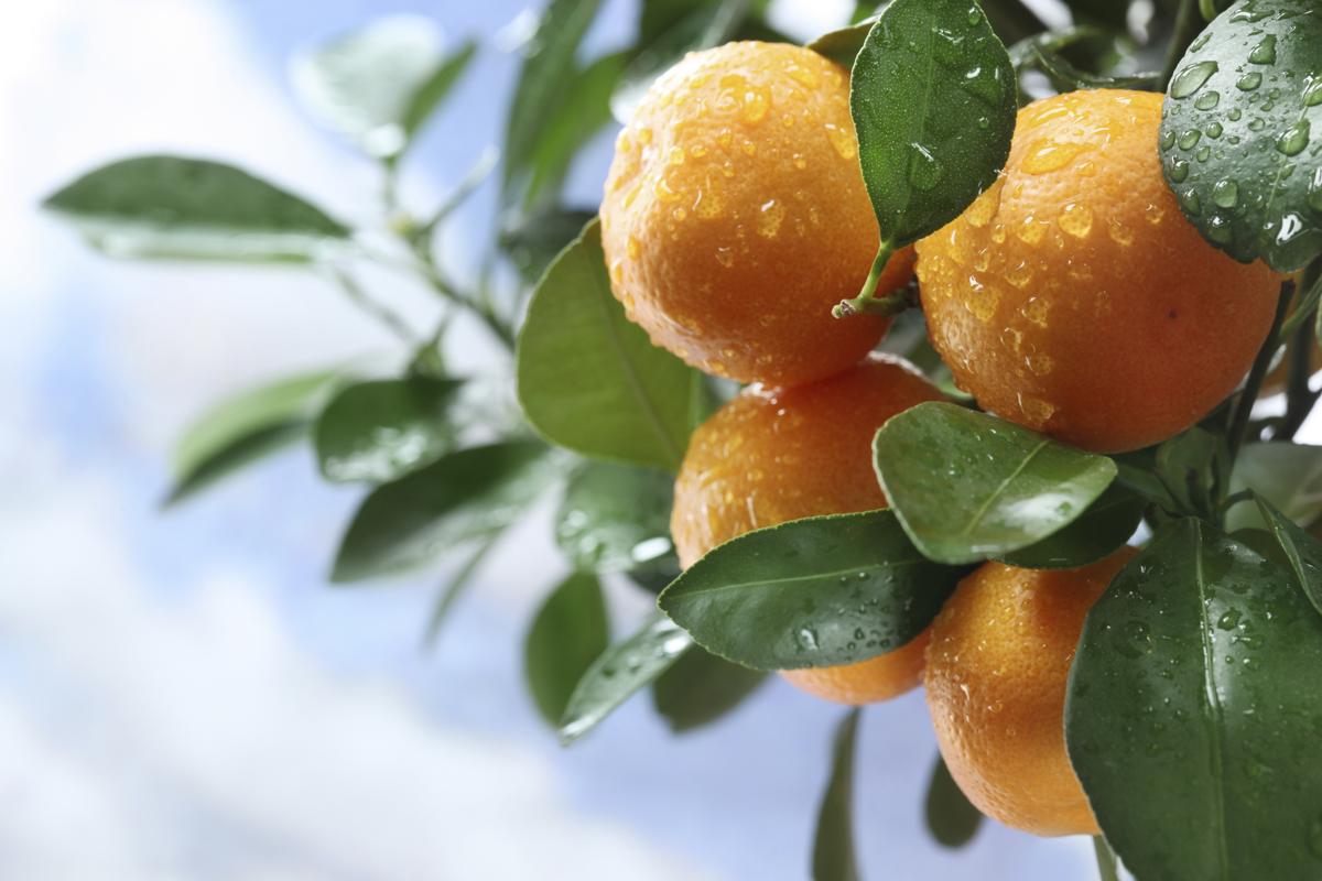 clementine vs mandarin vs tangerine