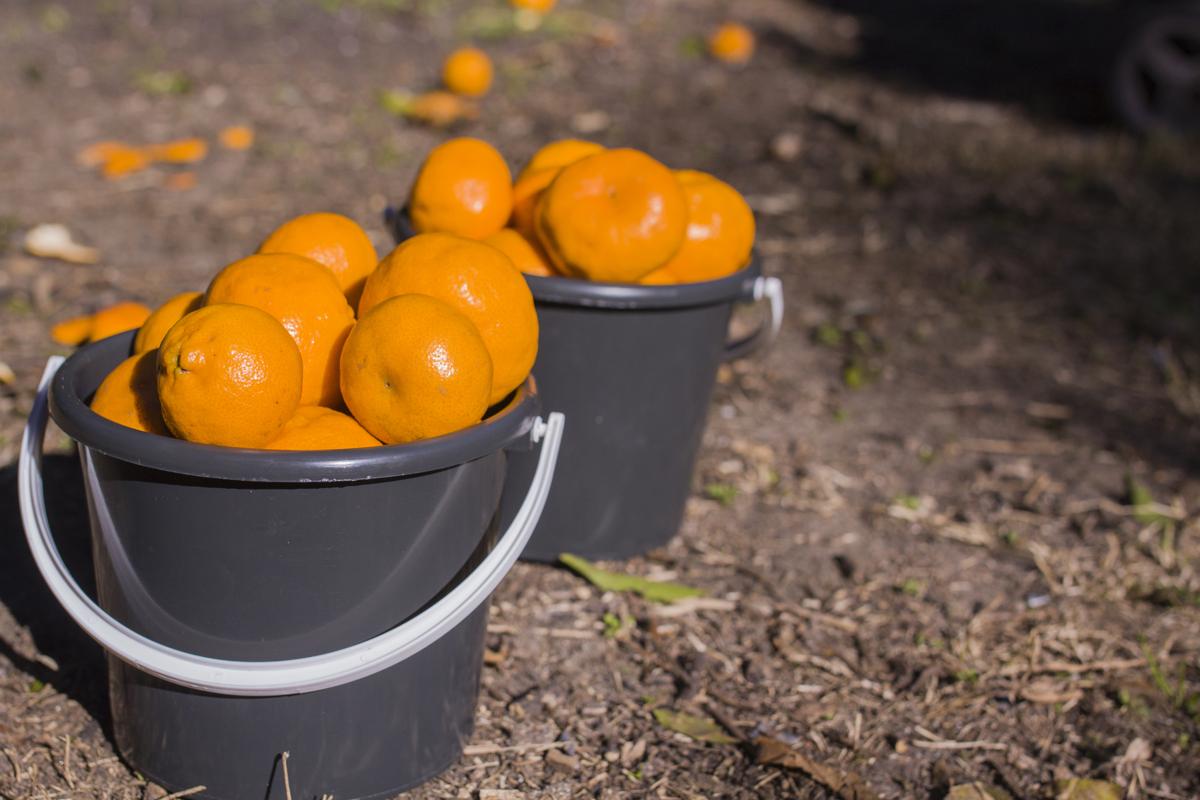 clementine v tangerine v mandarin