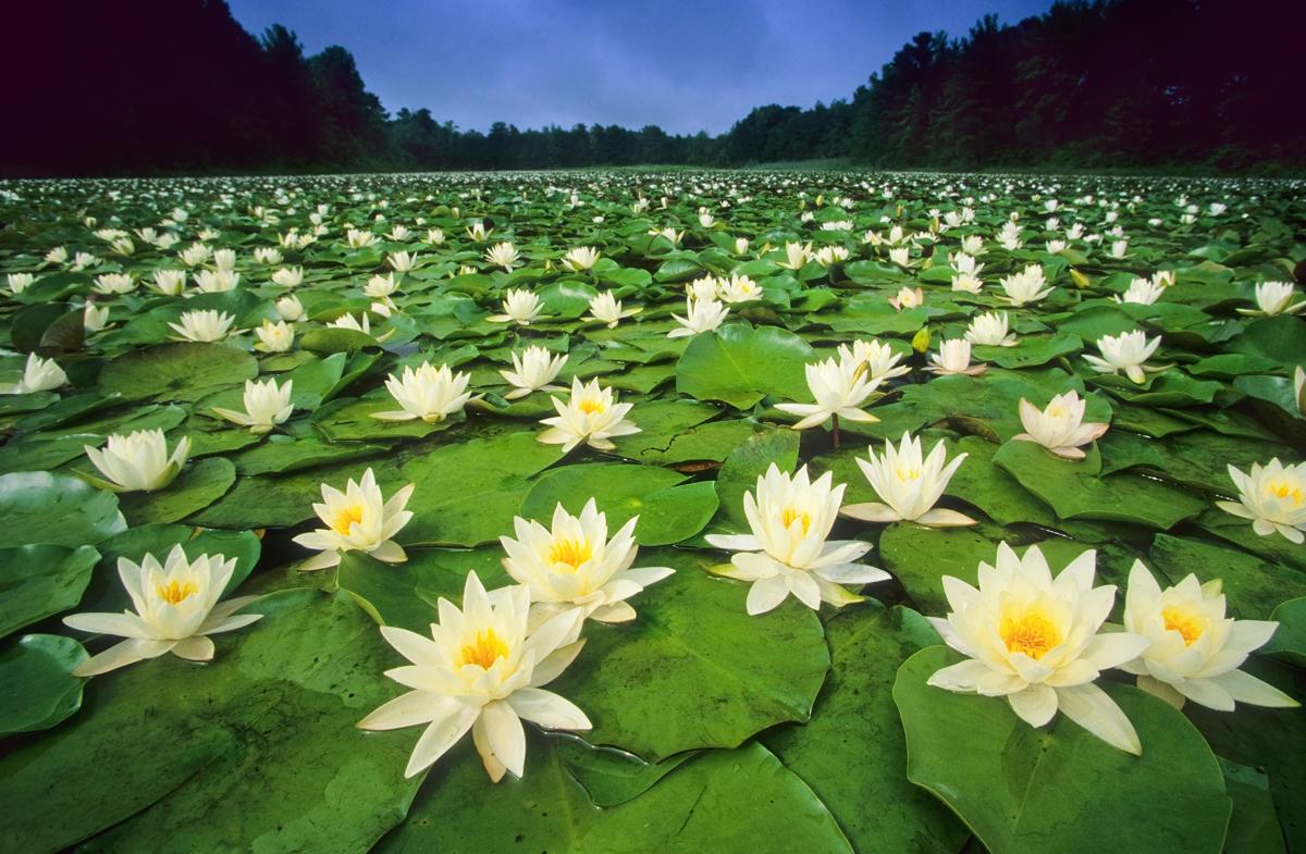 Lotus Flower Meaning and Significance All Over the World