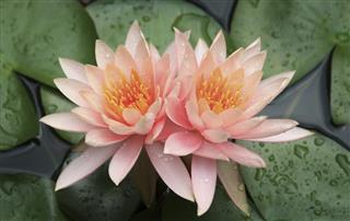 Two waterlilies bloom together