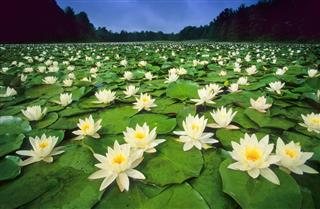 Large Group of Water Lilies