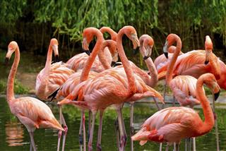 Group of red flamingos