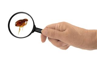 Flea under the magnifying glass – Siphonaptera