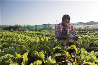 Young African male checking his tablet in vegetable garden