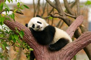 Giant panda baby over the tree