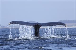 Humpback whale tail diving in Monterey bay