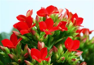 Red kalanchoes
