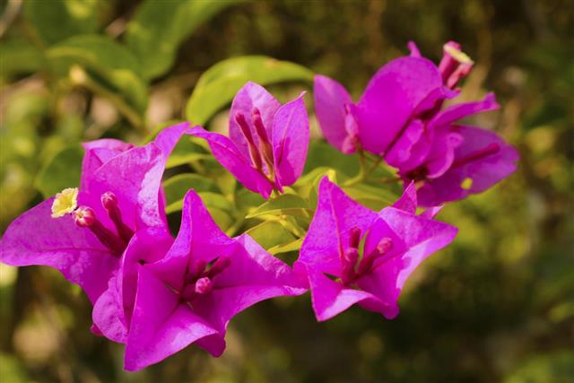 Bougainvillea flower in the garden