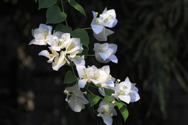 White bougainvillea in garden