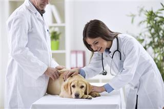 Teamwork veterinarian examining the dog
