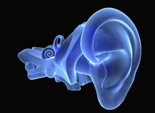 3D human ear anatomy