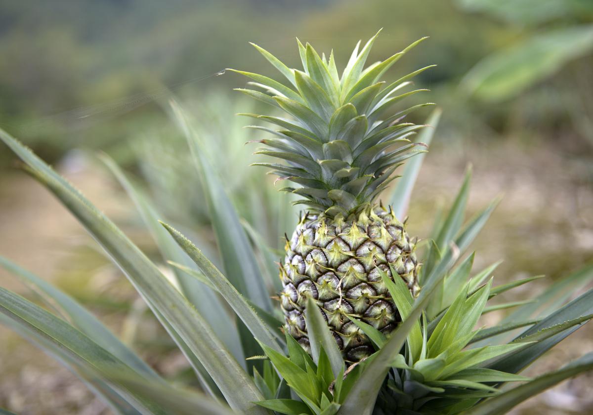 How to Take Care of a Pineapple Plant