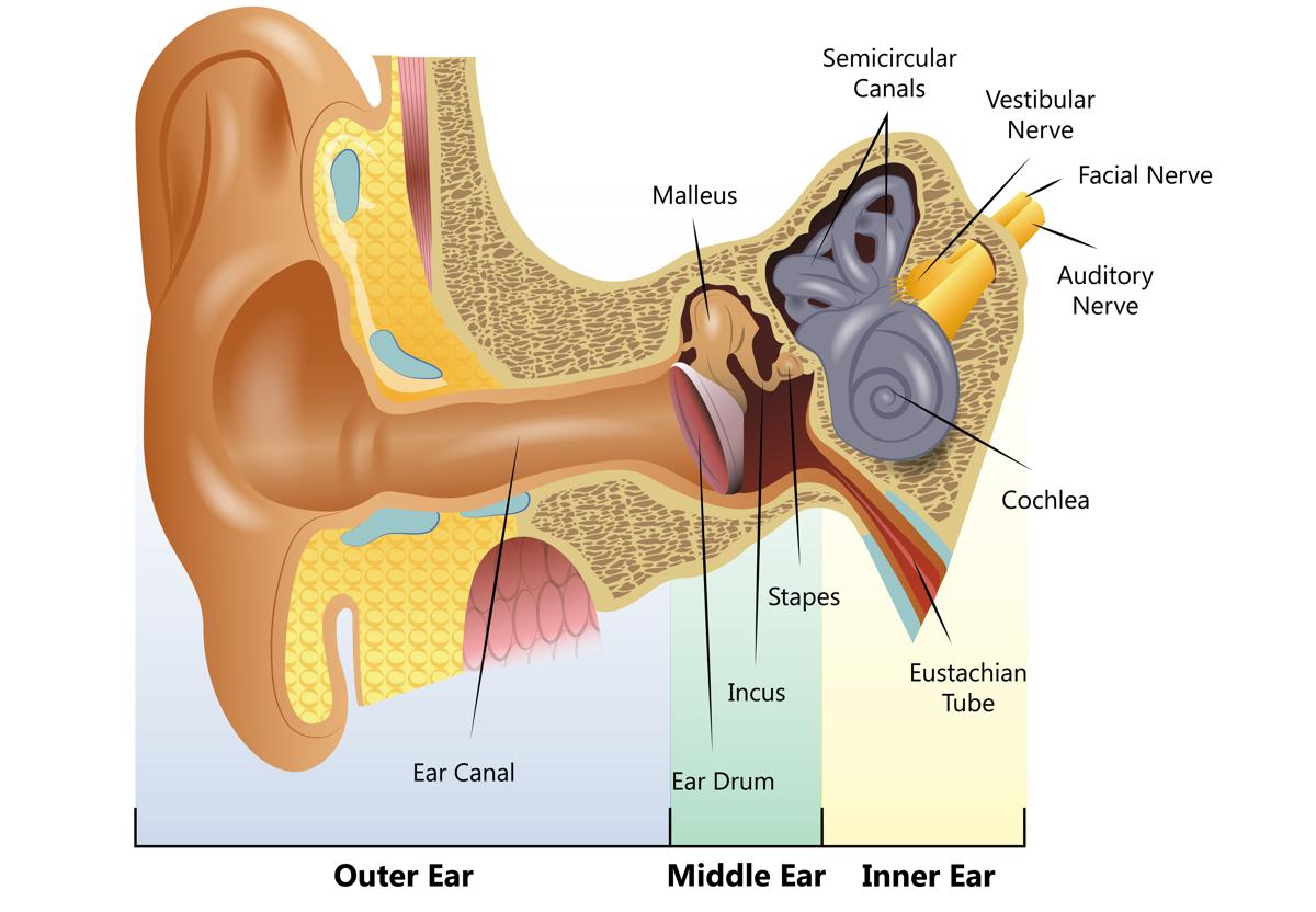Structure and Functions of the Ear Explicated With ...