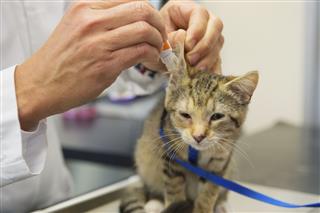 Kitten is having ear drops by the vet
