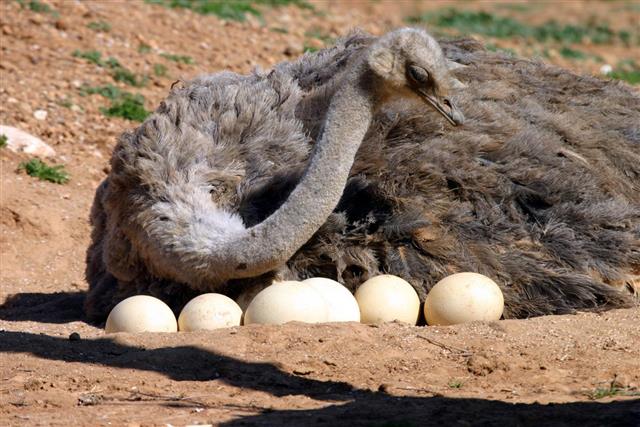 Mother ostrich tending to eggs in the wild