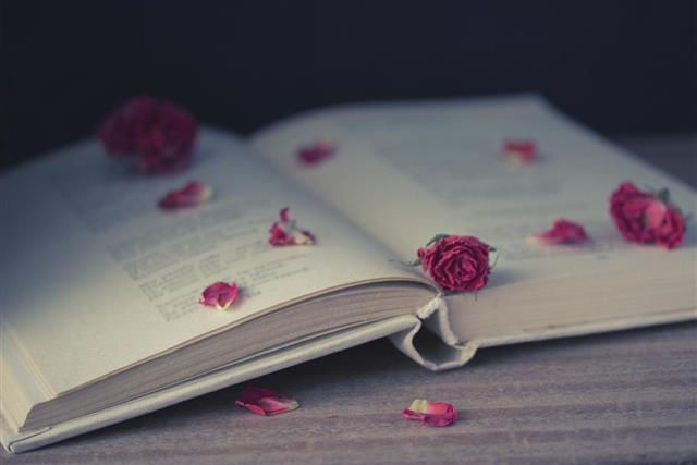 Dry roses and open book