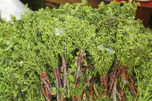 Neem fresh vegetables for food herb of thailand