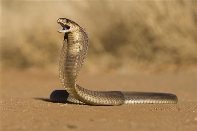 Snouted cobra