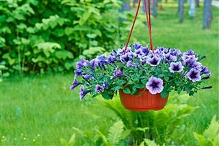 Violet Dark Eye Petunia in Hanging Flowerpot