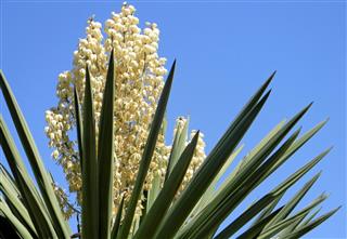 Giant Yucca Plant