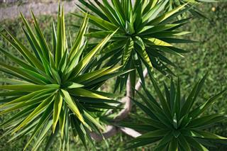 High angle view of Yucca aloifolia spreading leaf tops