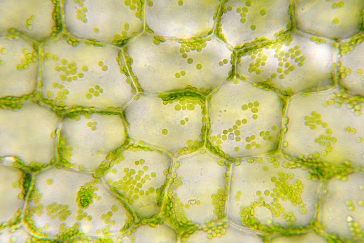 Similarities Between Plant and Animal Cells