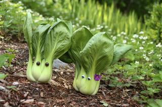 Mr and Mrs Bok Choy Cabbage Couple in the Garden