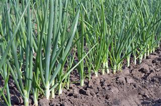 Green onions growing in the garden