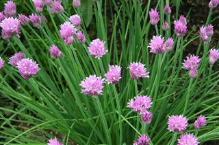 Green chives with pink flowers