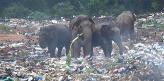 Wild elephants eating trash