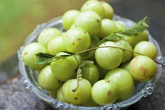 Amla Indian gooseberry many with leaf