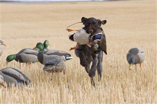 Hunting Dog with a duck