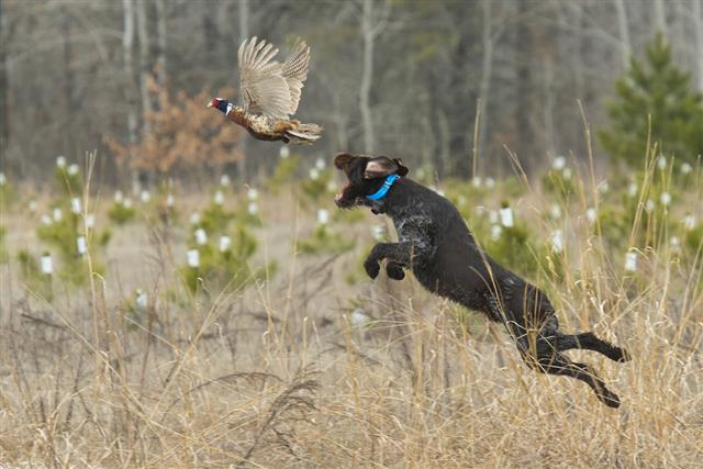 Leaping Hunting Dog