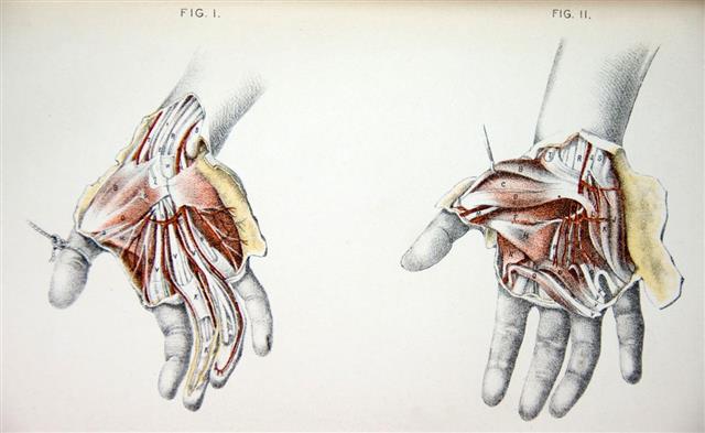 Lithograph Illustration of Human Hands