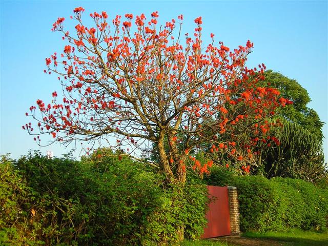 Brilliant Blooming Bottlebrush tree over gate in hedge Butare Rwanda