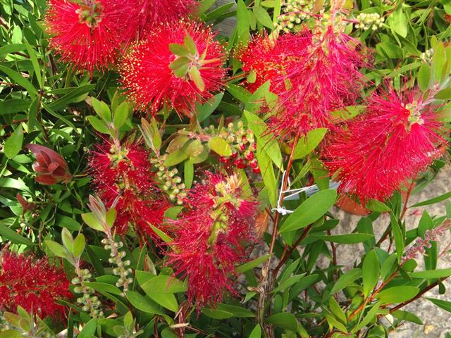 Image of exotic red bottlebrush flowers