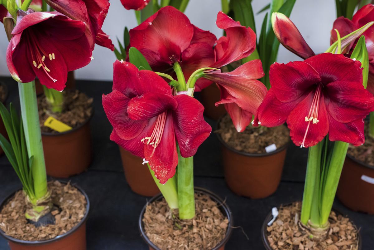 Instructions for Growing And Taking Care of Amaryllis Bulbs - Gardenerdy
