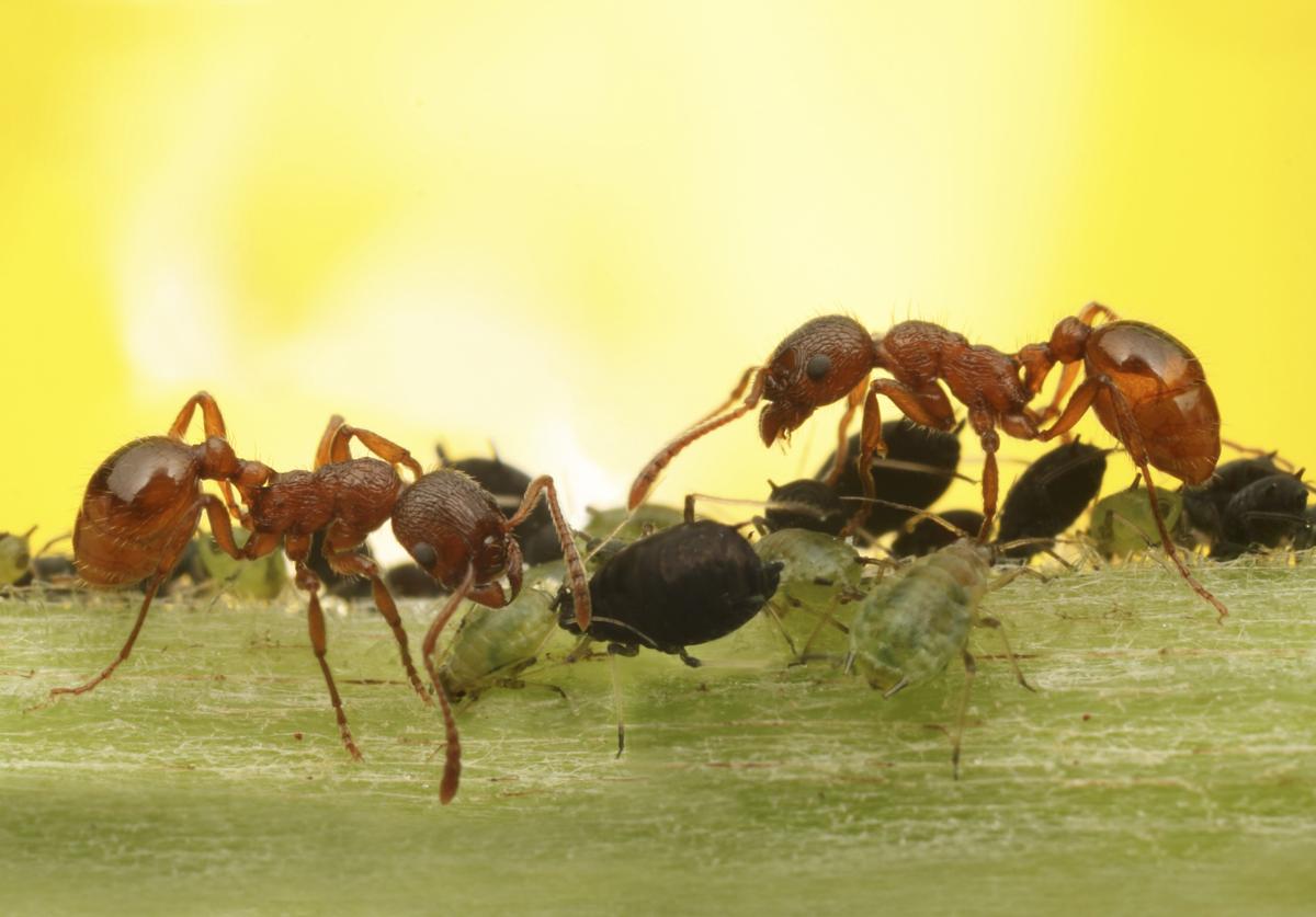 Facts about Yellow Crazy Ant