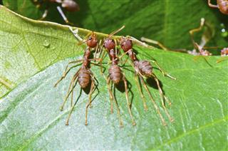Oecophylla smaragdina ( Weaver Ant and Orange Gaster)