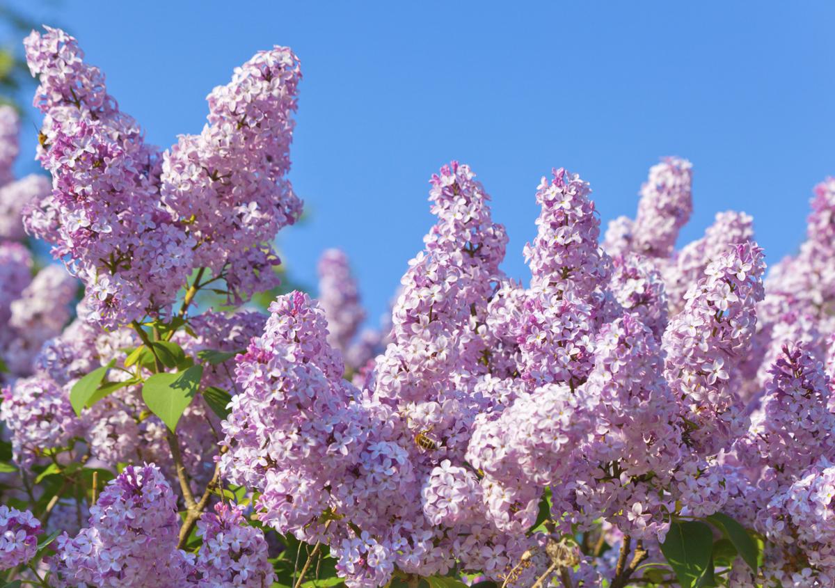 Types of Lilac Bushes