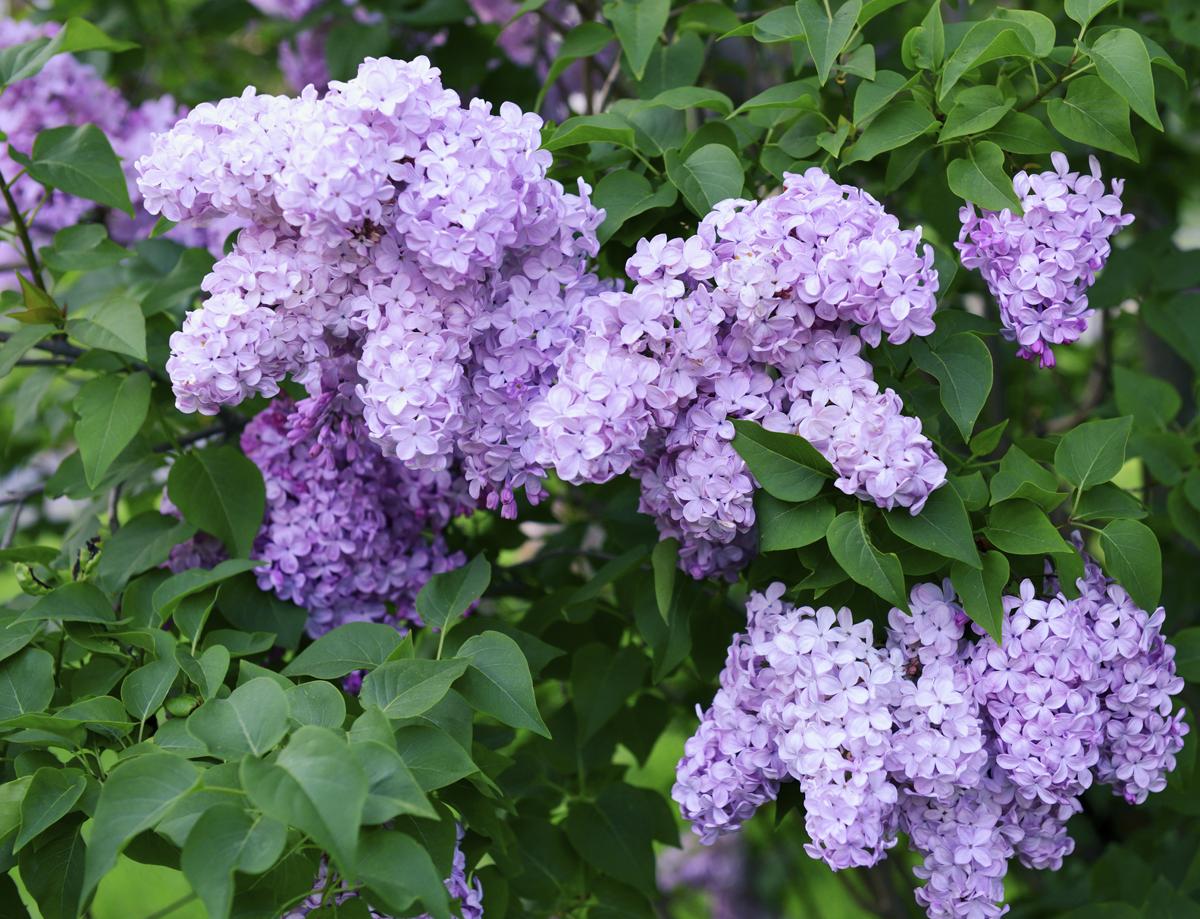 How to Prune Lilac Bushes