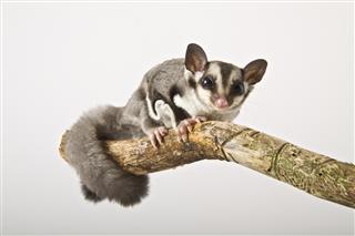 Sugar Glider perched on a branch against a gray background
