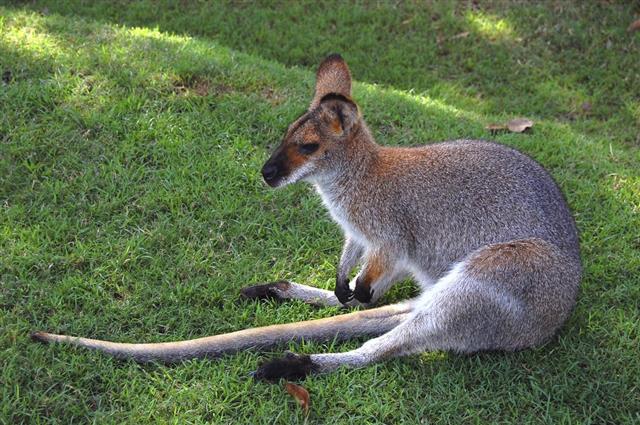 Wallaby sitting on grass