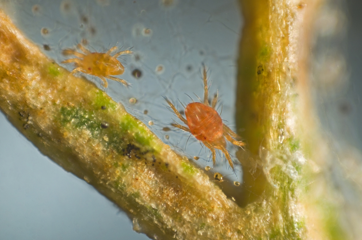 How to Kill Spider Mites