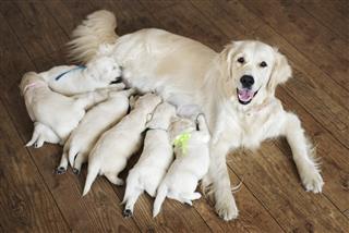 Happy golden retriever dog with puppies