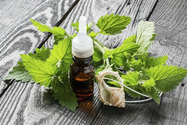 Essential oil of melissa and fresh leaves of melissa